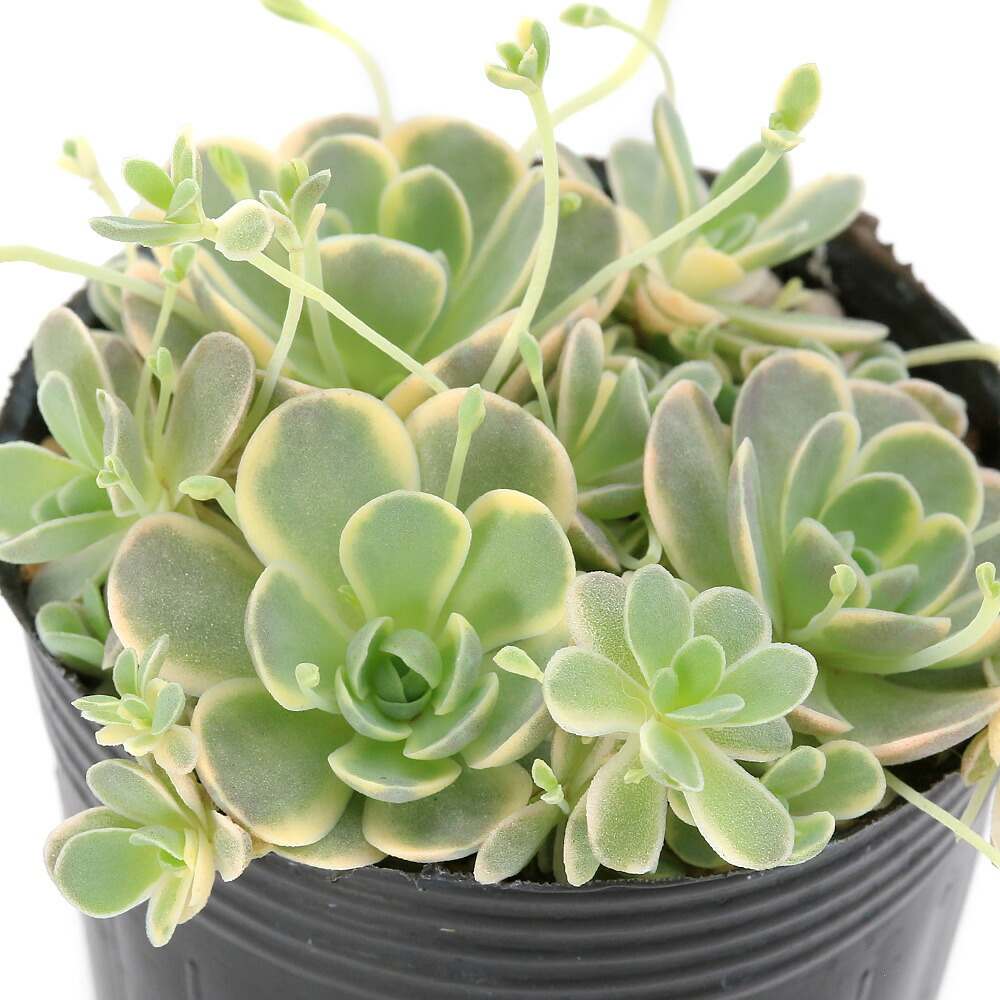 楽天市場】多肉植物 子持ち蓮華の通販