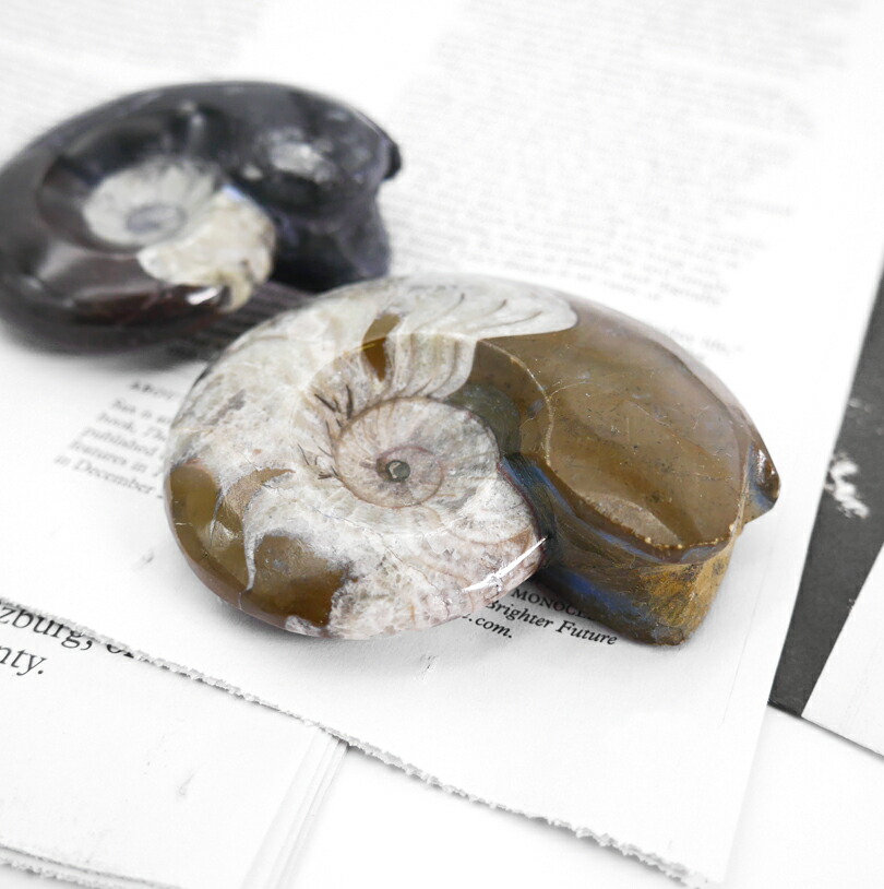 楽天市場】Sサイズ 【化石ペーパーウェイト】アンモナイト 大理石 文鎮