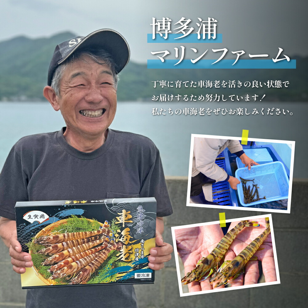 楽天市場】【ふるさと納税】 【鹿児島県産】冷凍 車海老 LLサイズ 600g