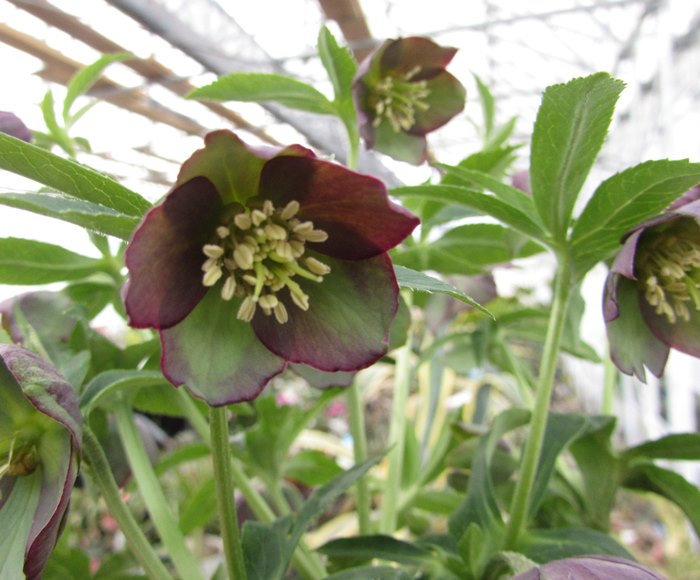 楽天市場】クリスマスローズ クロアチカス 3号 【小輪系 一重咲き