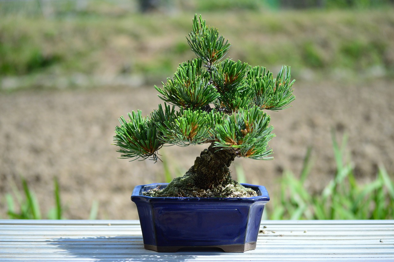 楽天市場】父の日ギフト【盆栽】五葉松盆栽 信楽鉢入 楽しみを