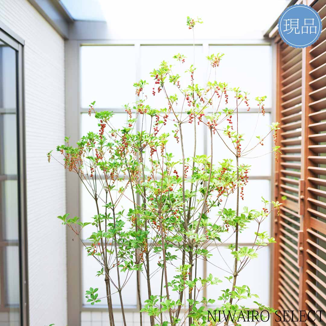 楽天市場】【現品】【紅ドウダンツツジ】 ベニドウダンツツジ 灯台躑躅