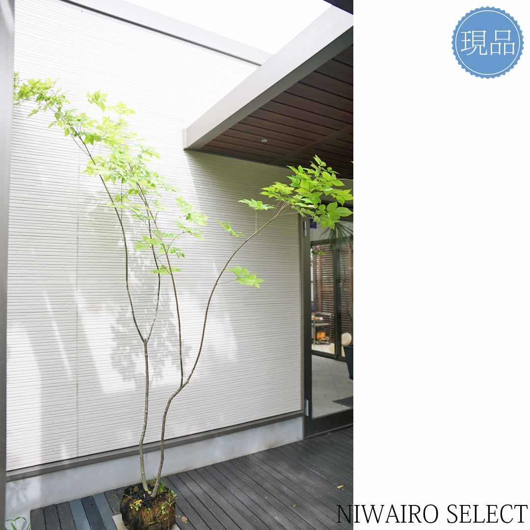 楽天市場】山採り【アオダモ】自然風樹形 コバノトネリコ 樹高H≒230