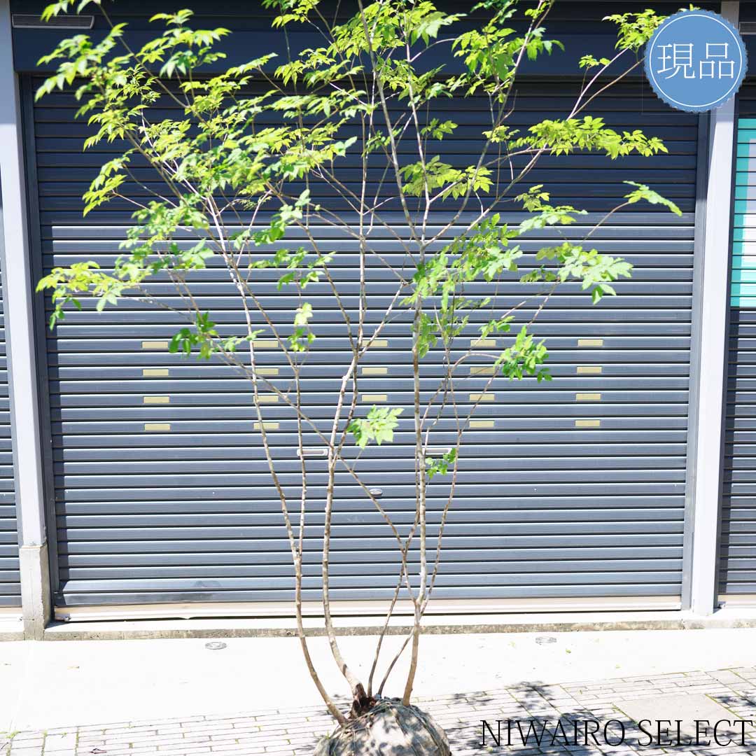 山採りアオダモ。。 山採りアオハダ＆アオダモ 樹木販売専門店 - 雑木