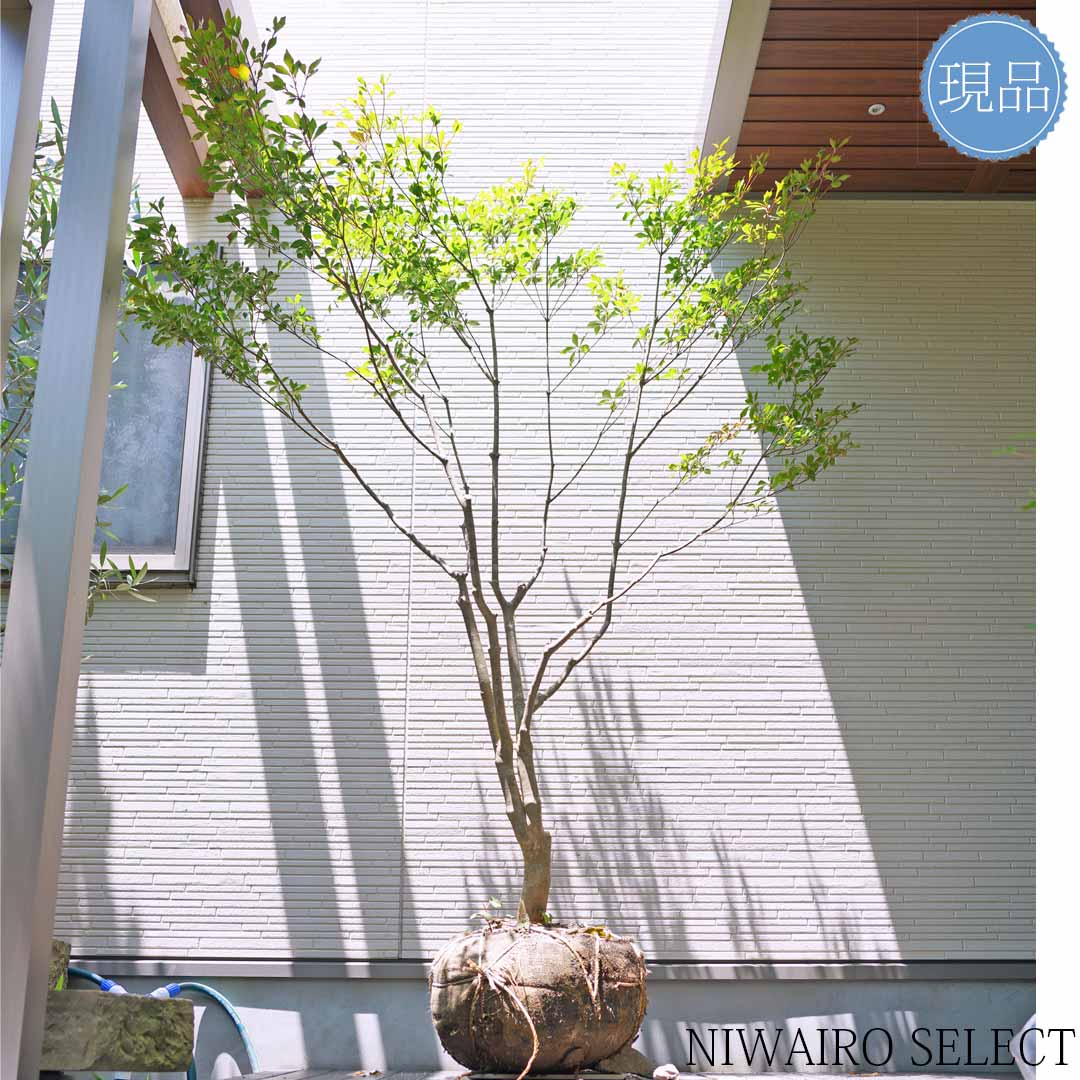 楽天市場】【現品】山採り【大型ドウダンツツジ】自然風樹形 樹高H