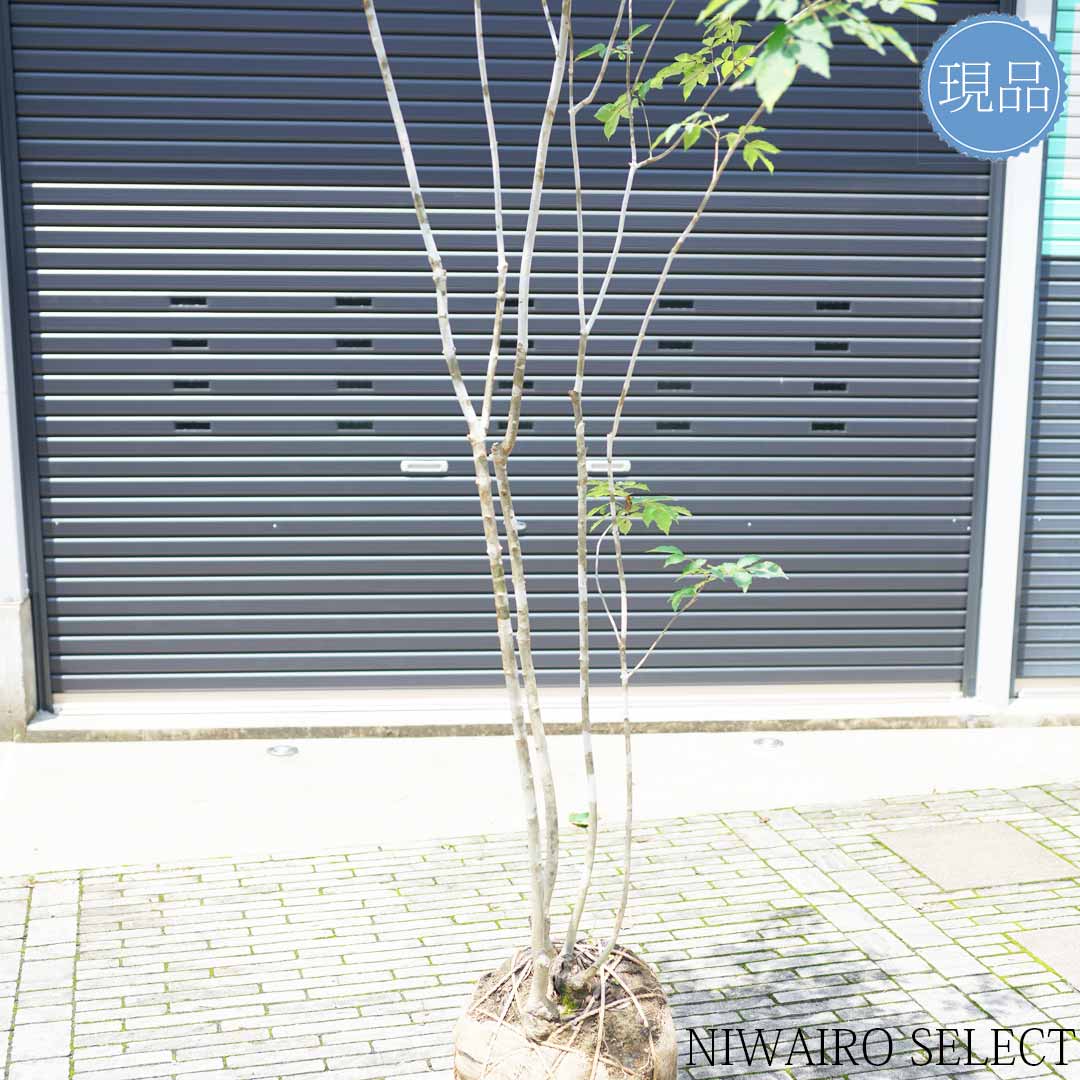 楽天市場】山採り【アオダモ】株立ち 自然風樹形 コバノトネリコ 樹高H