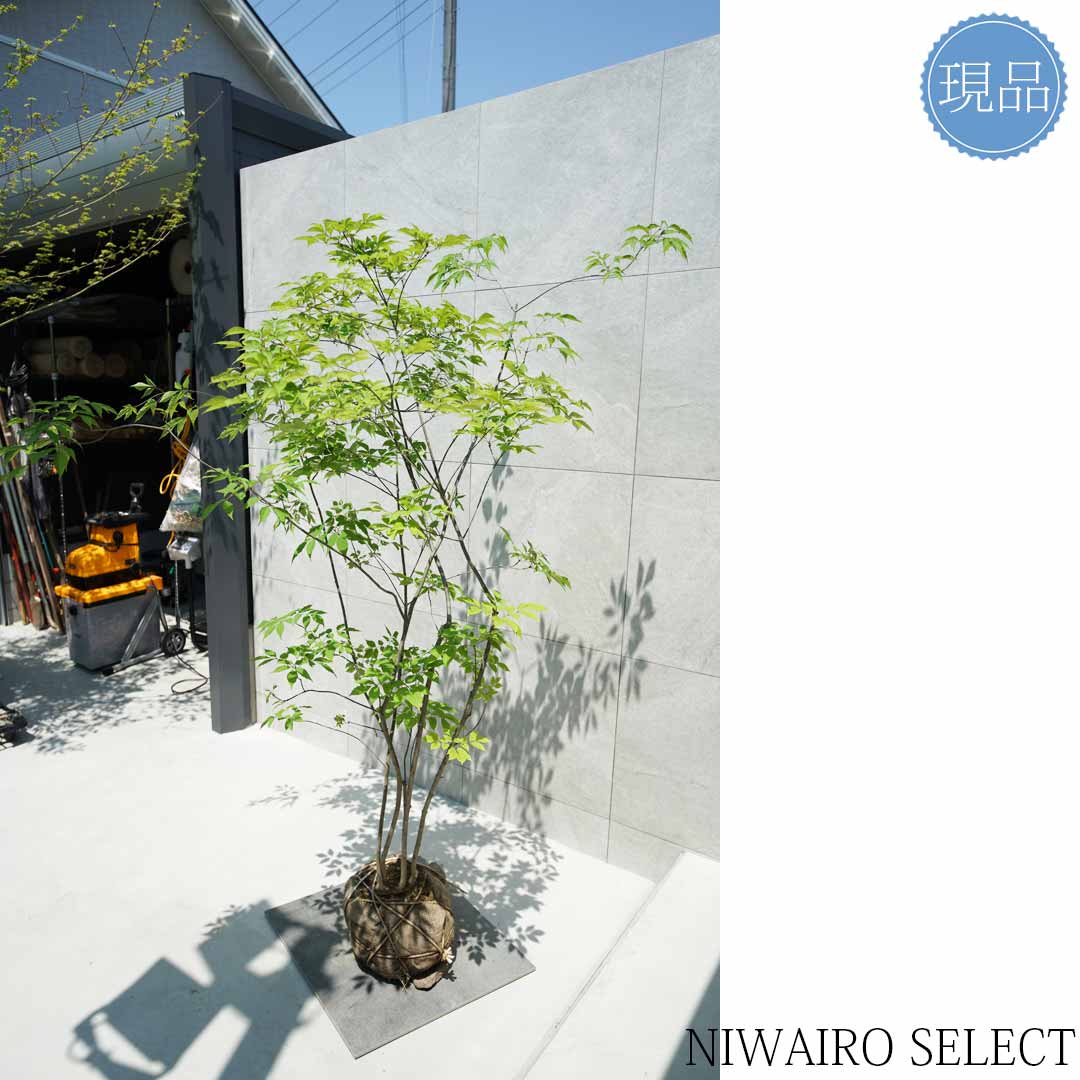 楽天市場】【現品】山採り【アオダモ】株立ち 自然風樹形