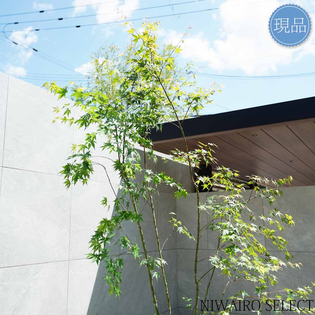 楽天市場】【現品】山採り【イロハモミジ】紅葉 株立ち 自然風樹形