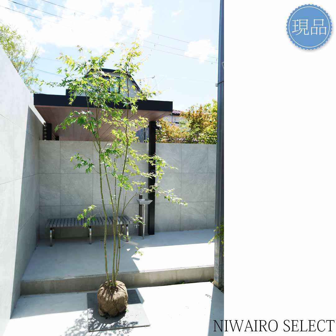 楽天市場】【現品】山採り【イロハモミジ】紅葉 株立ち 自然風樹形