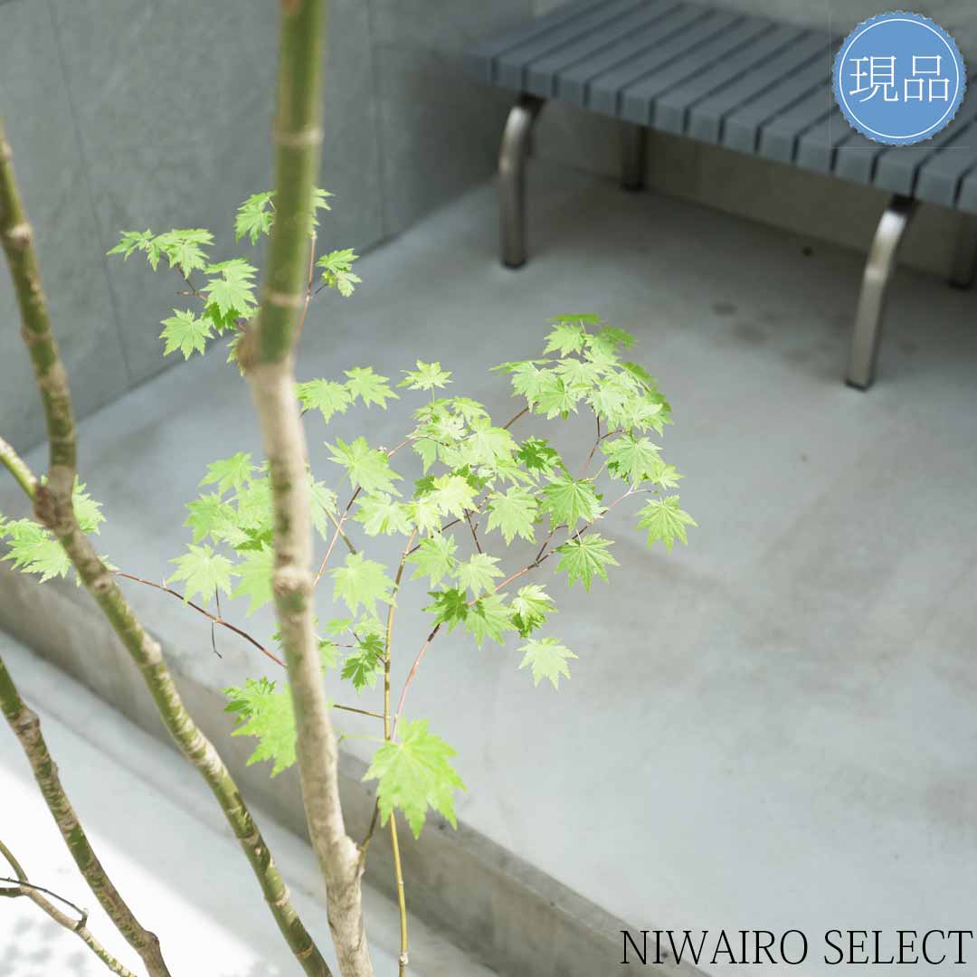 楽天市場】【現品】山採り【ヒナウチワカエデ】雛団扇楓 株立ち 自然風