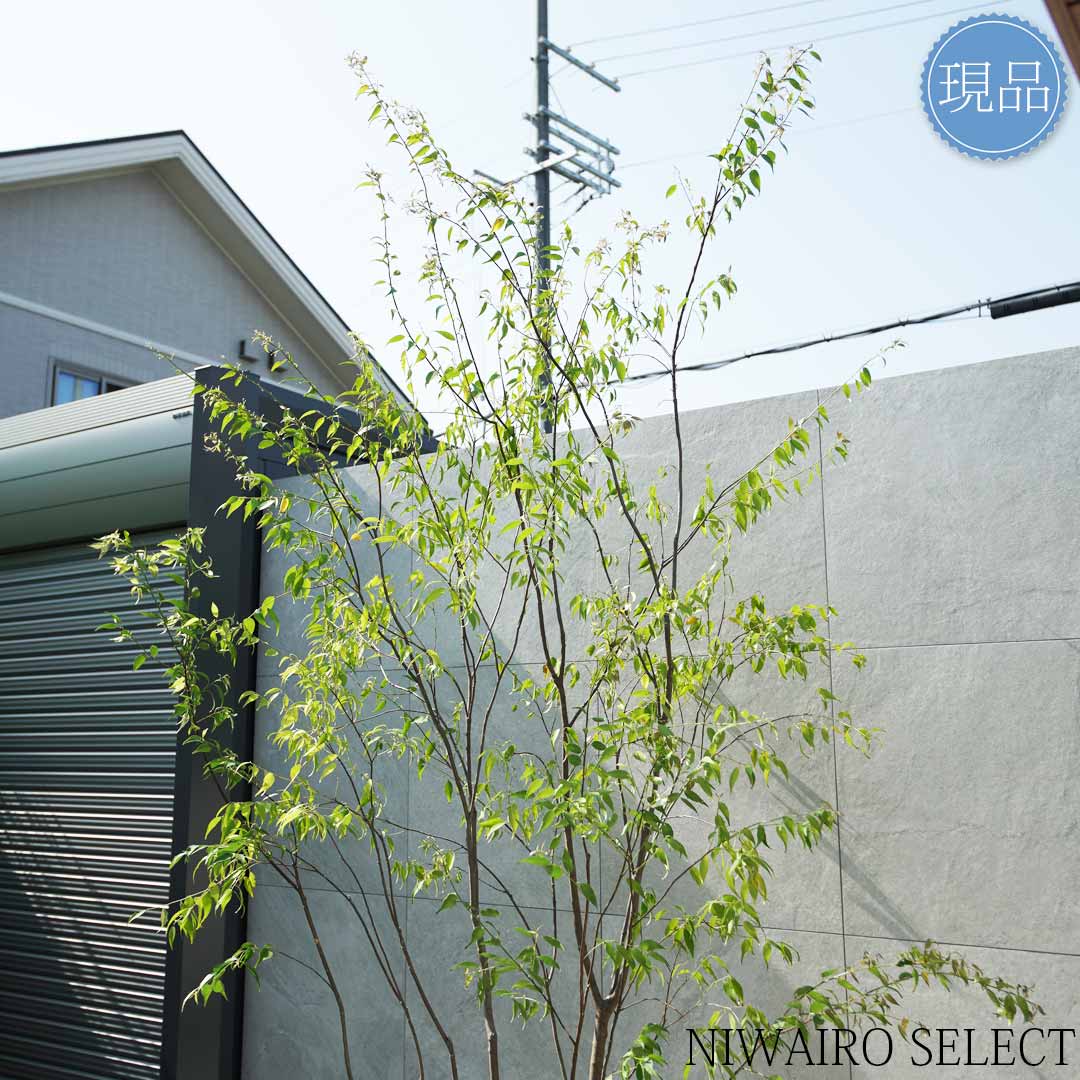 楽天市場】【現品】山採り【ハイノキ】株立ち 自然風樹形 樹高H≒295