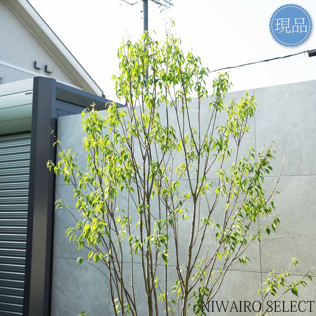 楽天市場】【現品】山採り【ハイノキ】株立ち 自然風樹形 樹高H≒260