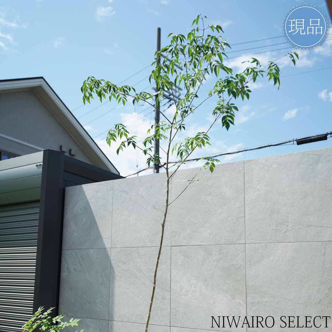 楽天市場】【現品】山採り【アオダモ】株立ち 自然風樹形