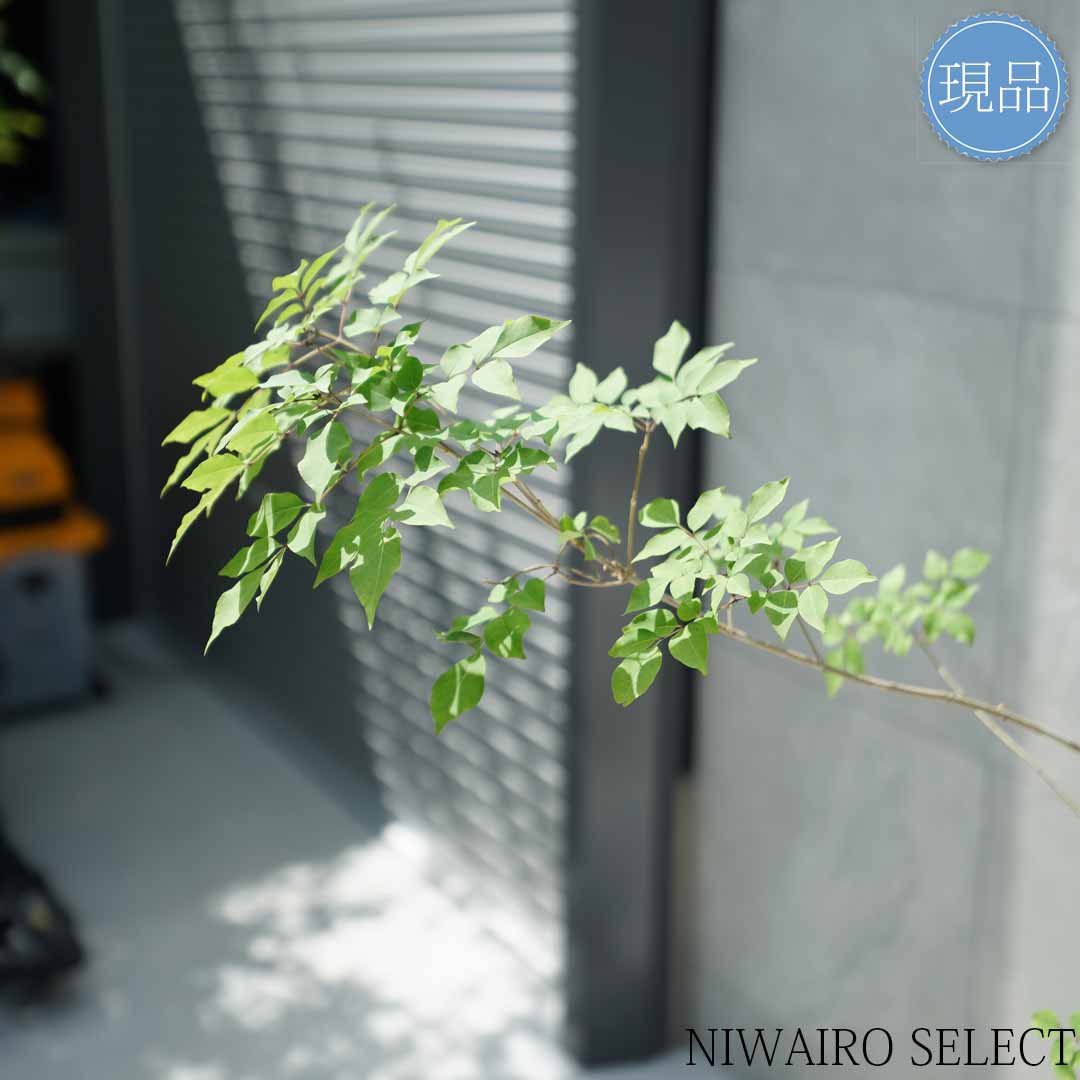 楽天市場】【現品】山採り【アオダモ】株立ち 自然風樹形