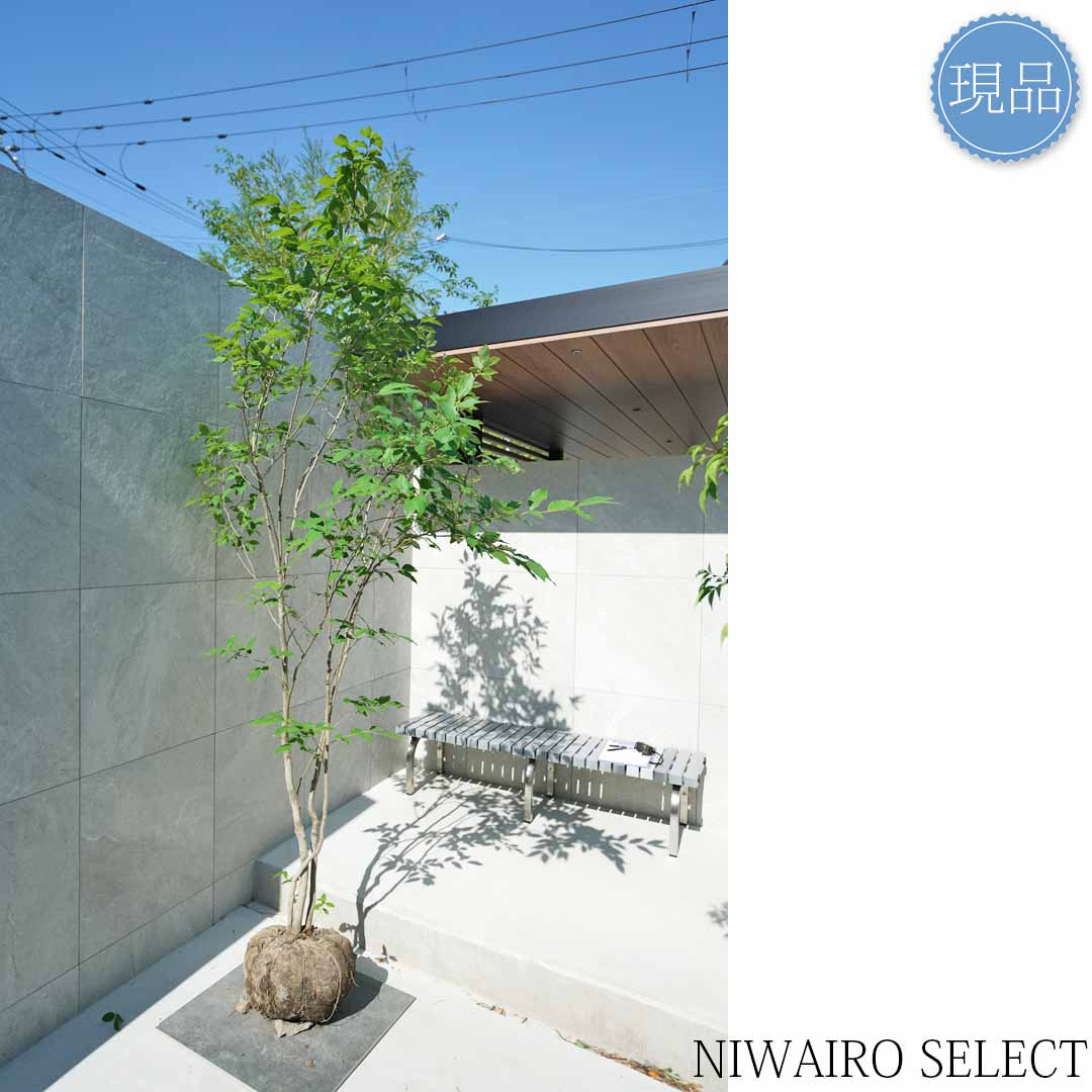 楽天市場】【現品】【ヤマコウバシ】山香ばし 株立ち 自然風樹形 樹高H