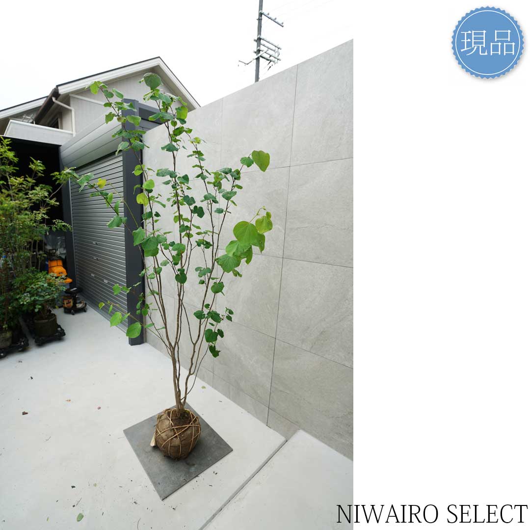 楽天市場】【現品】【マルバノキ】ベニマンサク 紅万作 株立ち 自然風