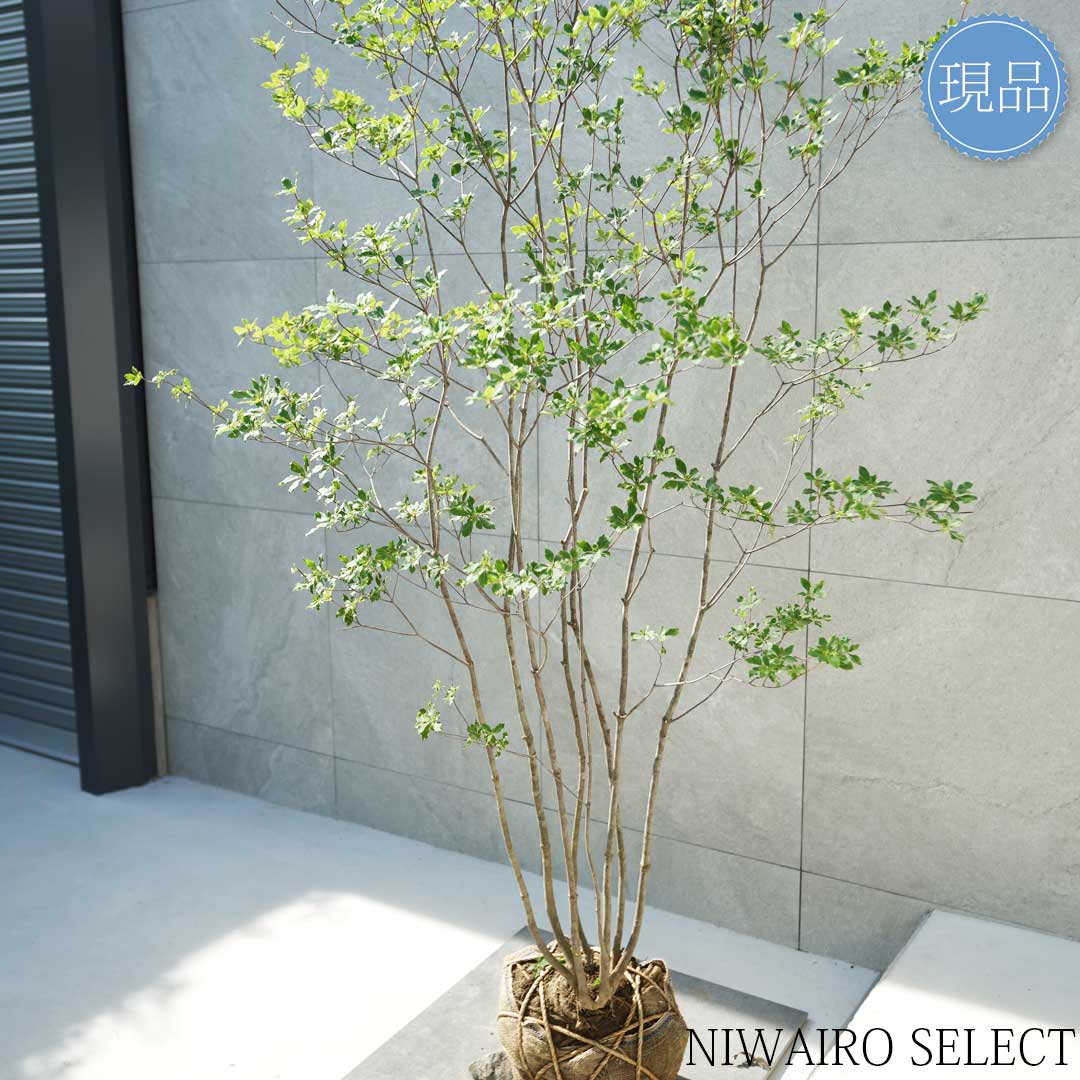 楽天市場】【現品】山採り【アブラツツジ】アブラドウダンツツジ 油