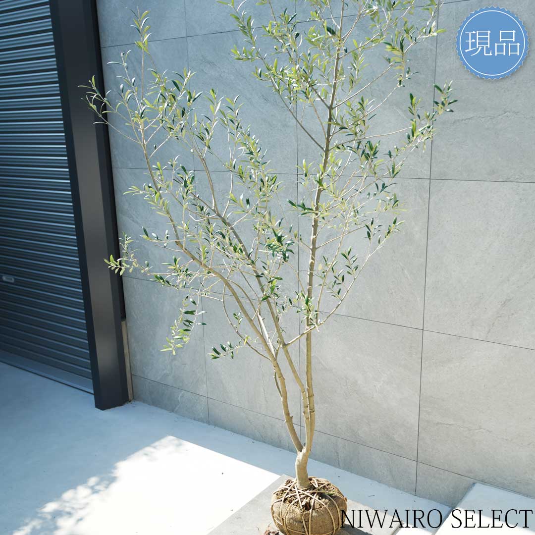 楽天市場】【現品】【オリーブの木】アルベキナ 自然風樹形 樹高H≒215