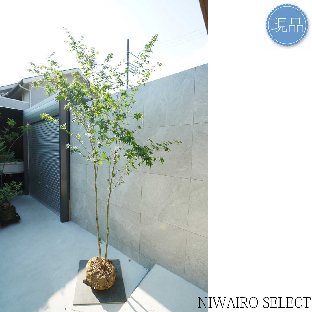 楽天市場】【現品】山採り【イロハモミジ】紅葉 株立ち 自然風樹形