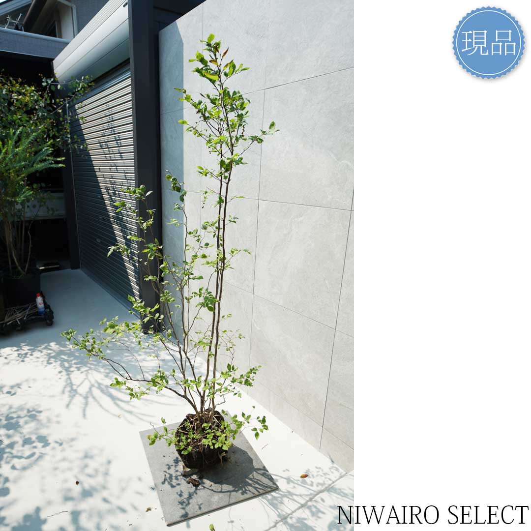 楽天市場】【現品】山採り【ナツハゼ】夏櫨 本株立ち 自然風樹形 樹高H