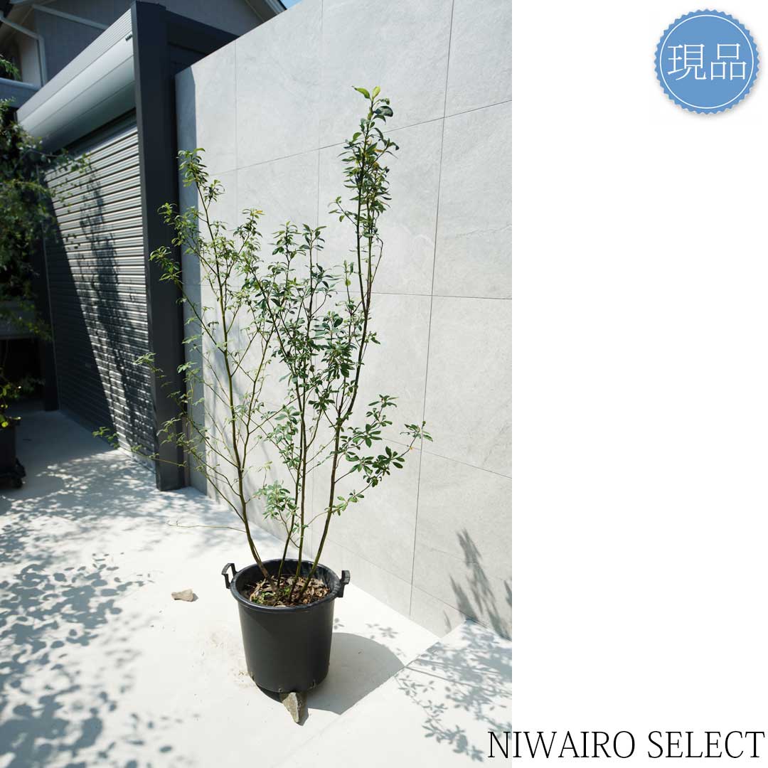 楽天市場】【現品】【クロモジ】黒文字 株立ち 自然風樹形 樹高H≒160