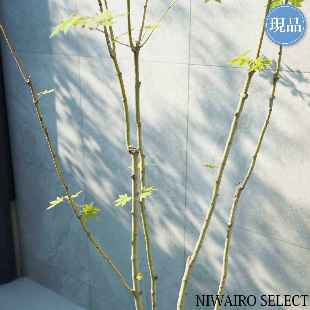 楽天市場】【現品】山採り【コハウチワカエデ】小羽団扇楓 株立ち 自然