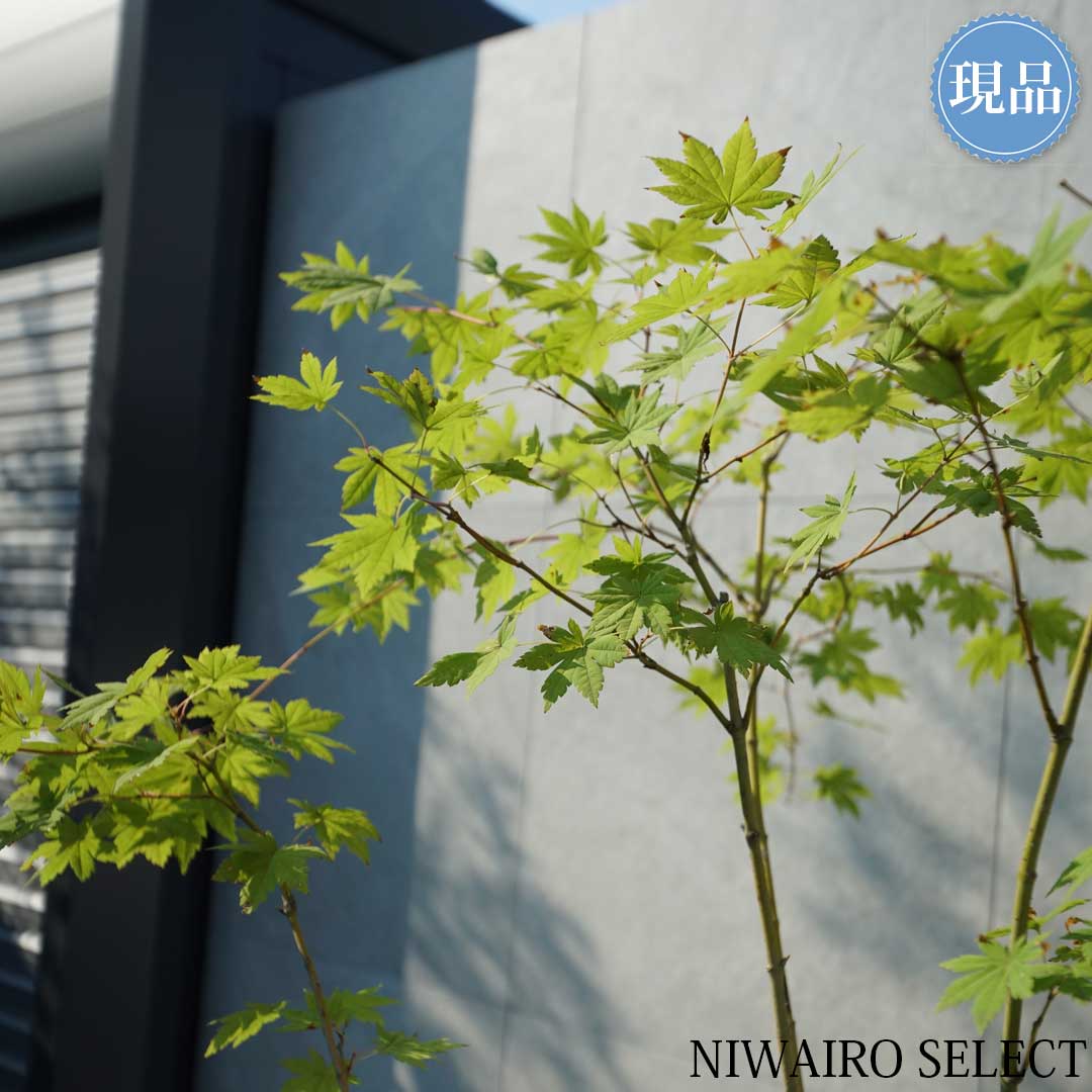楽天市場】【現品】山採り【コハウチワカエデ】小羽団扇楓 株立ち 自然