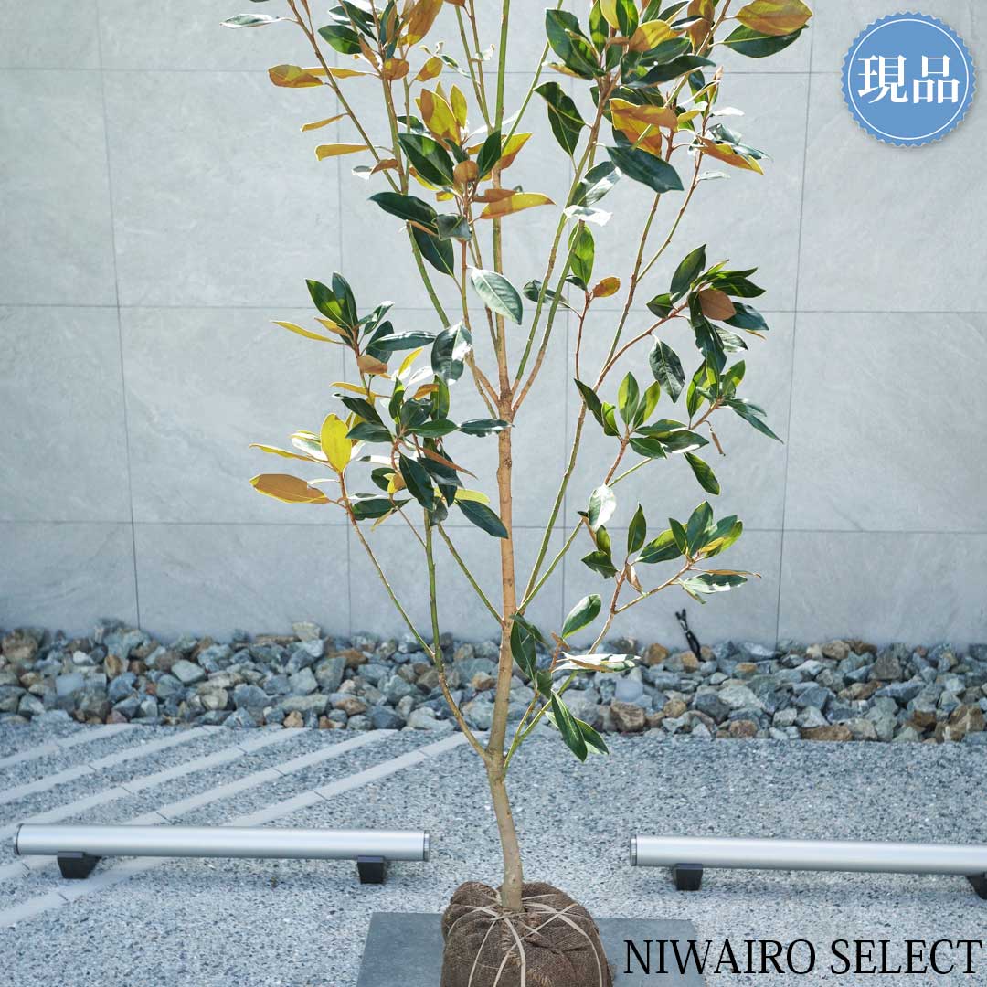 楽天市場】【現品】【リトルジェム】タイサンボク 矮性 自然風樹形