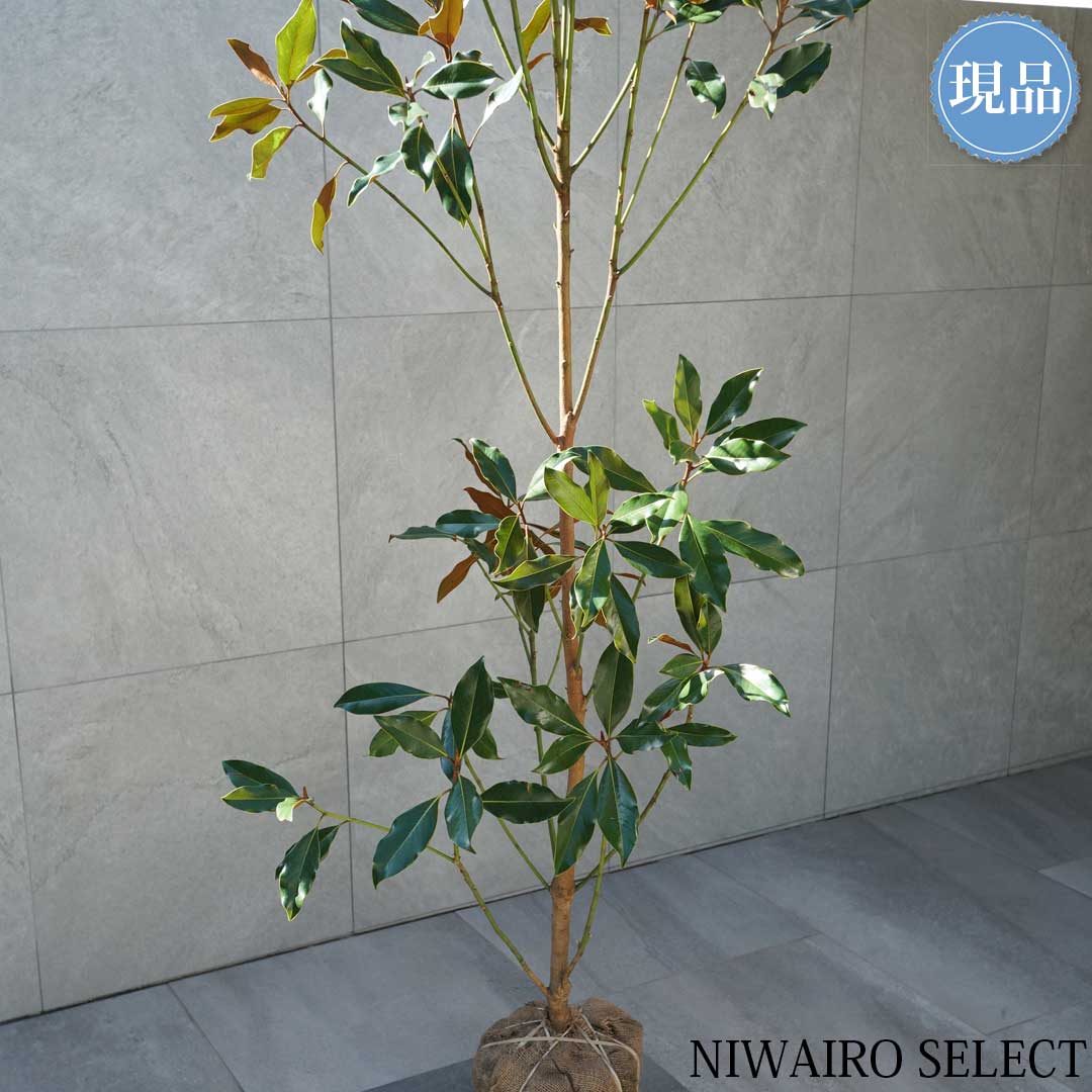 楽天市場】【現品】【ケイパレス】タイサンボク 矮性 自然風樹形 樹高H