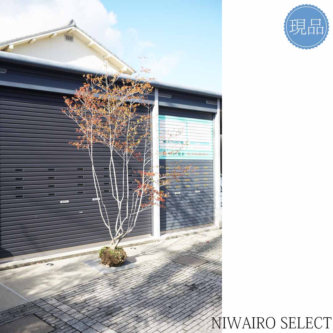 楽天市場】大型 山採り【ドウダンツツジ】本株立ち 自然風樹形 樹高H