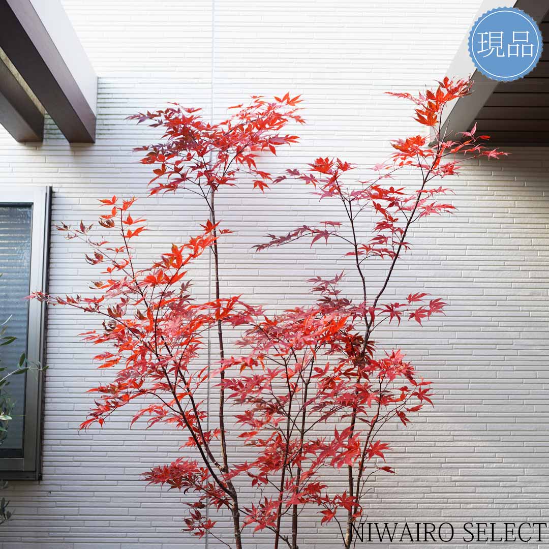 楽天市場】【ノムラモミジ】野村紅葉 本株立ち 自然風樹形 樹高H≒220