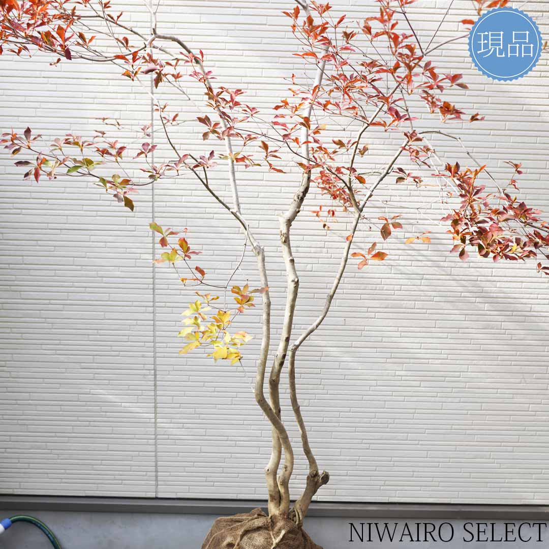 楽天市場】大型 山採り【ドウダンツツジ】株立ち 自然風樹形 樹高H