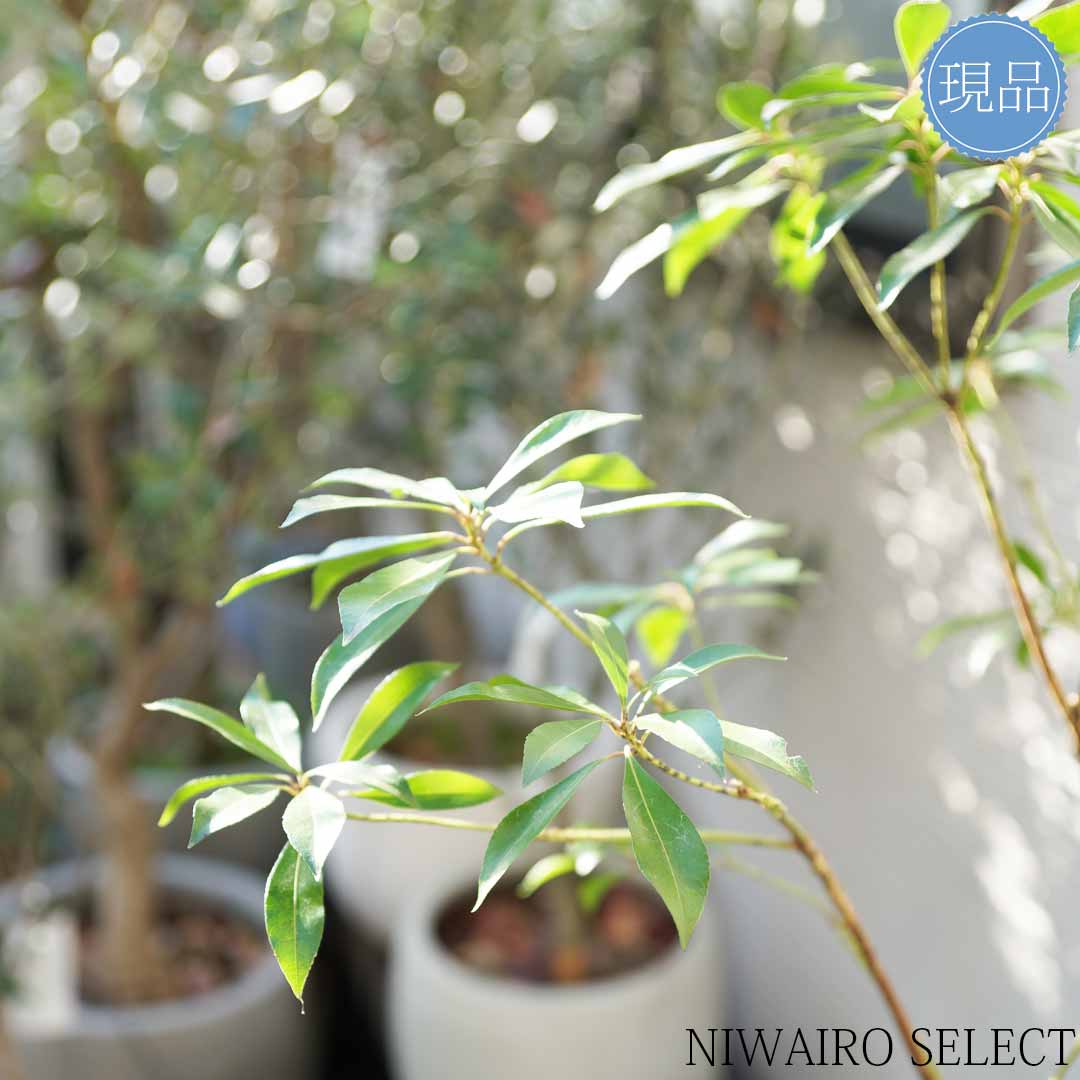 楽天市場】【現品】山採り【アセビ】白花 馬酔木 株立ち 自然風樹形