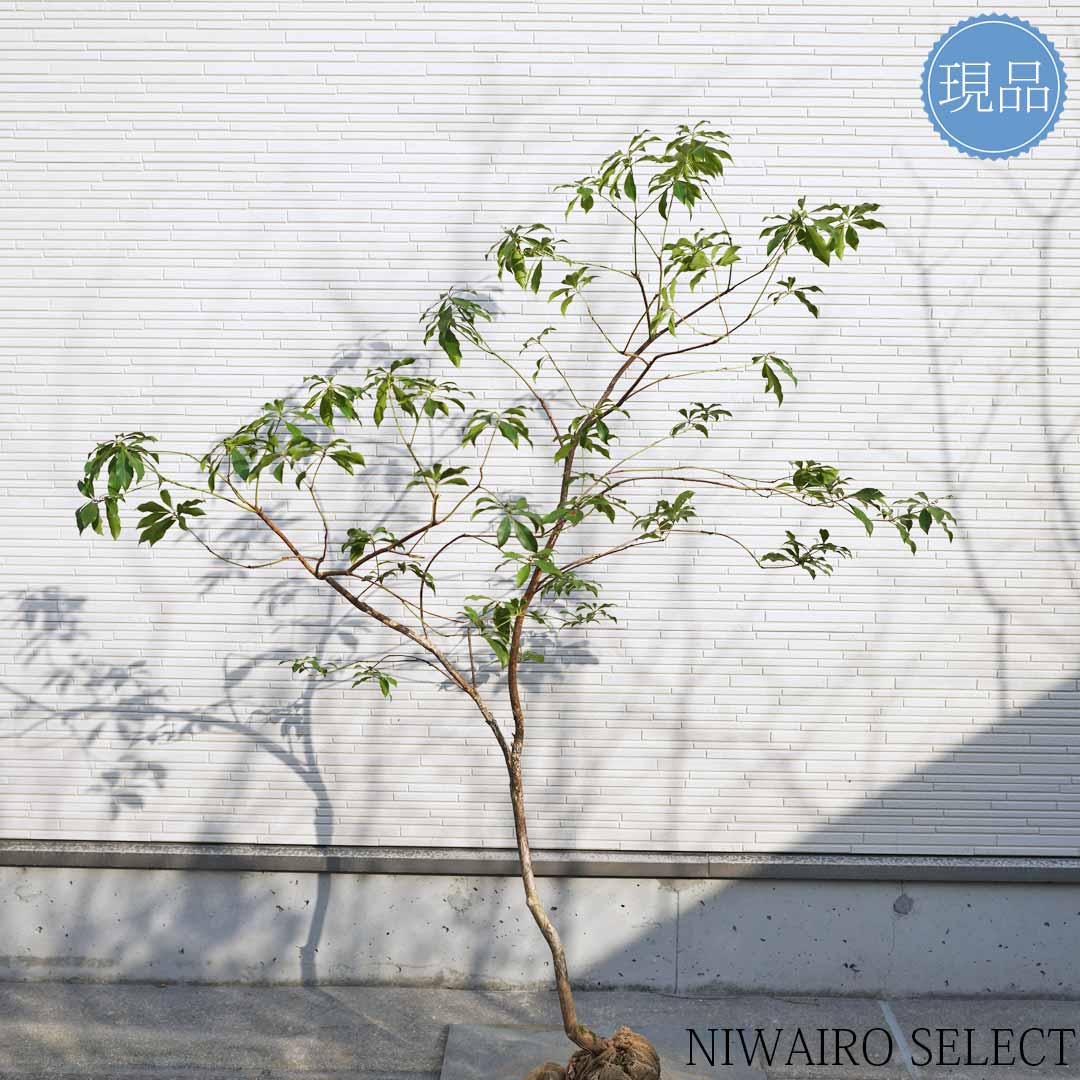 楽天市場】【現品】山採り【アセビ】白花 馬酔木 自然風樹形 樹高H