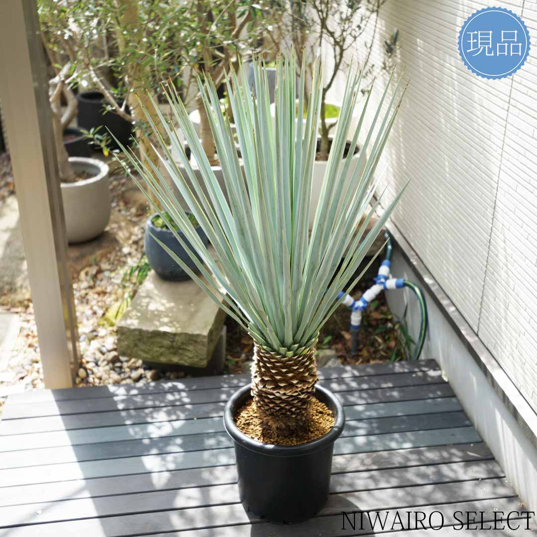 楽天市場】【現品】【マルデヌベス リギダver】ユッカ ハイブリッド