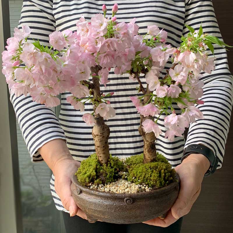 楽天市場】盆栽 旭山桜 あさひやまさくら の二本植え盆栽 信楽丸茶鉢