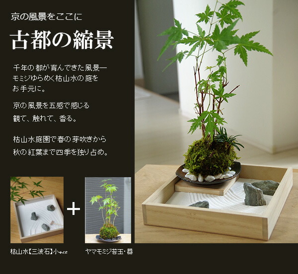 楽天市場】枯山水×苔玉 枯山水セット 三波石 小サイズ + ヤマモミジ苔