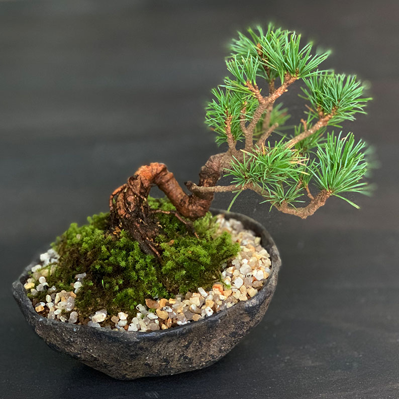 楽天市場】盆栽 五葉松 ゴヨウマツ くらま岩風鉢 鞍馬 ミニ盆栽