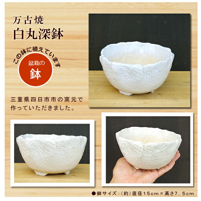 楽天市場】盆栽 梅 白梅 梅盆栽花咲くボンサイ bonsai 香り高い お祝い