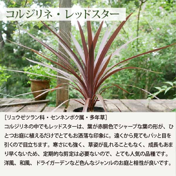 楽天市場】オージープランツ ［C］低木と多年草のセット生産者直送 15