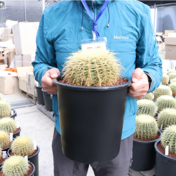 楽天市場】キンシャチ 金シャチ 金鯱 サボテン 8号 大苗 新築祝い 大型