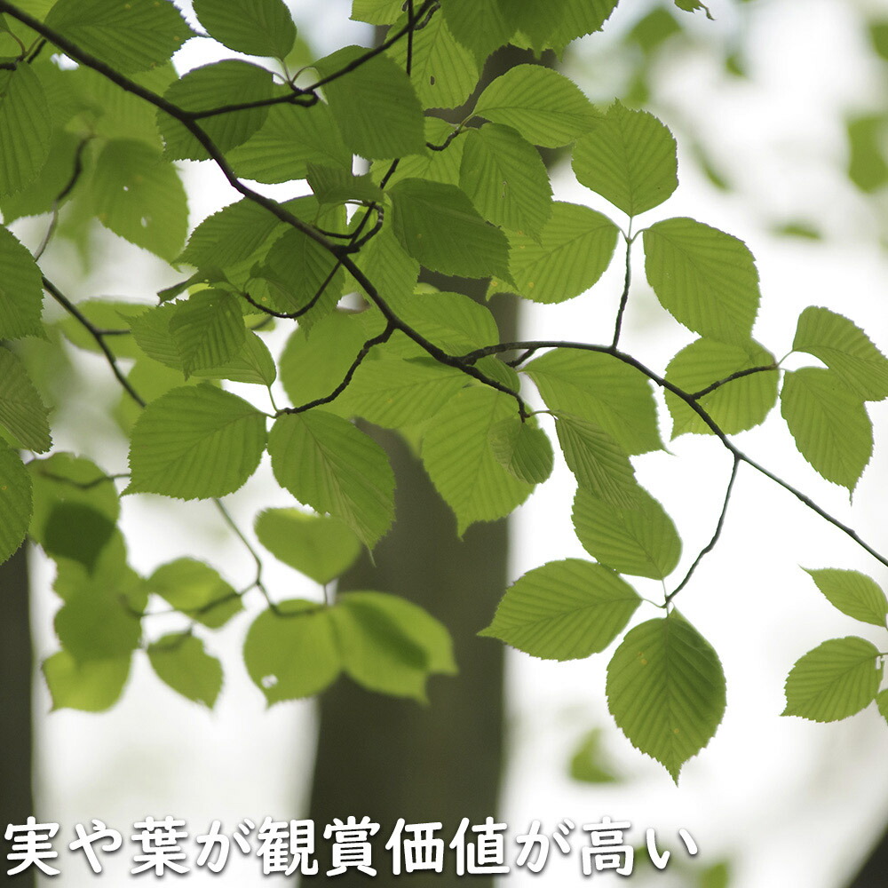 楽天市場】アズキナシ 1.5m 露地 苗木 : トオヤマグリーン