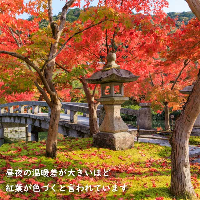 楽天市場】イロハモミジ 株立ち 2m 露地 苗木 : トオヤマグリーン