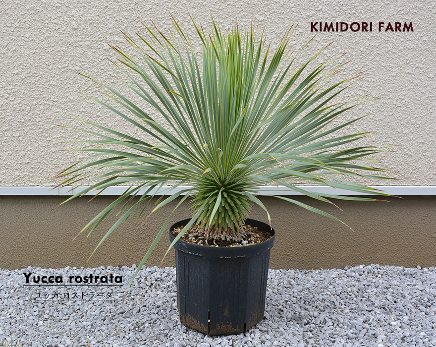 楽天市場】【現品発送】ユッカ ロストラータ 常緑 観葉植物 耐寒性