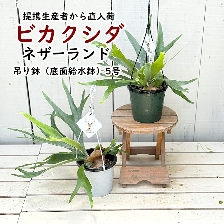 楽天市場】ビカクシダ ネザーランド | コウモリラン 観葉植物 吊り下げ