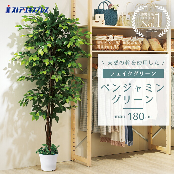 楽天市場】【天然木使用】ベンジャミン グリーン 高さ180cm 1台