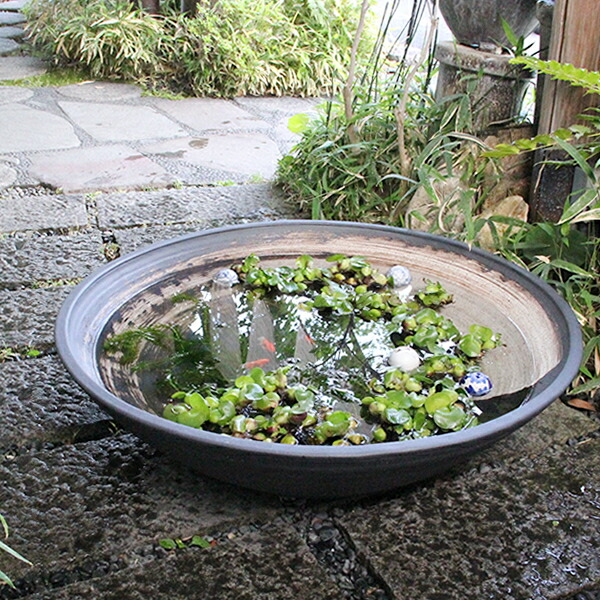 楽天市場】信楽焼 30号黒ハケメ浅型水鉢 メダカ鉢、金魚鉢にも最適