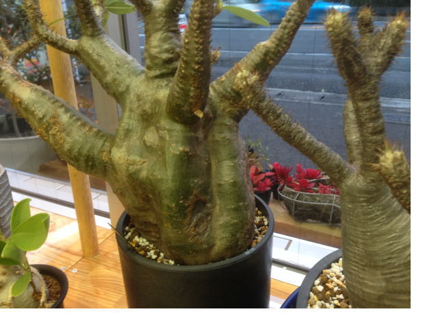 グラキリス 16cm大株 発根管理1 | 塊根植物・コーディックス・多肉