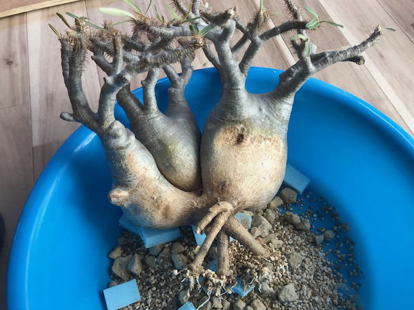 グラキリス 3頭大株 発根管理4 | 塊根植物・コーディックス・多肉植物