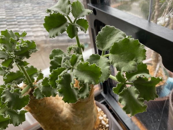 キフォステンマ マクロプス 発根管理2 | 塊根植物・コーディックス